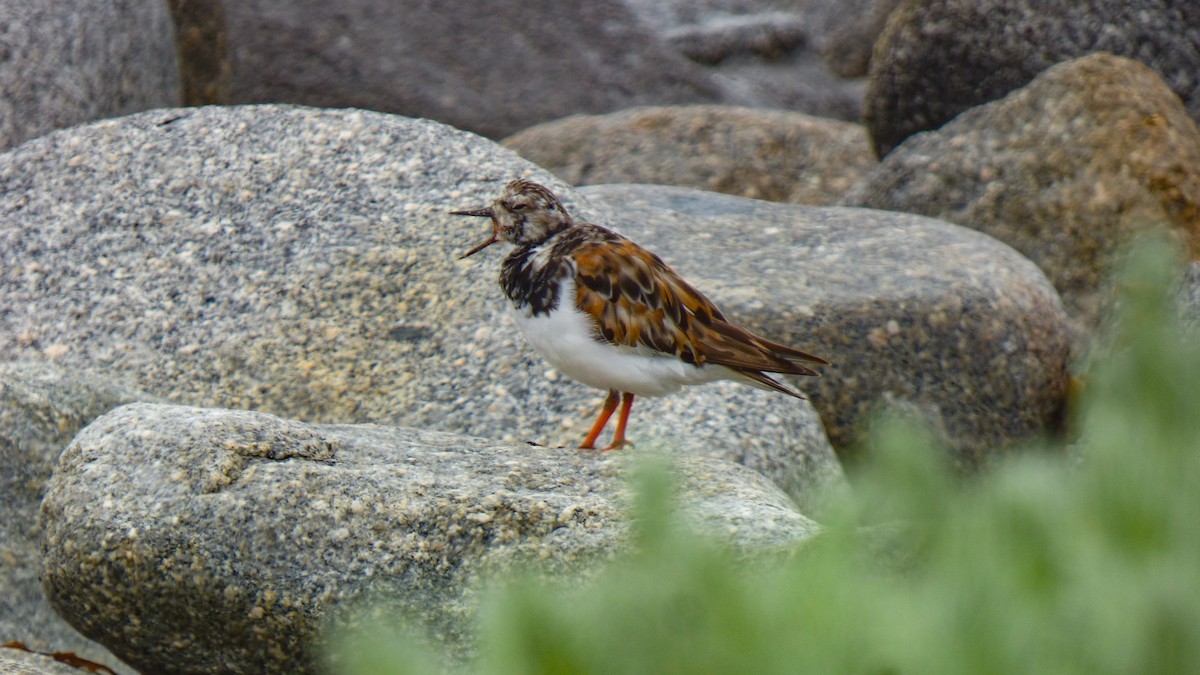 Ruddy Turnstone - ML643360220