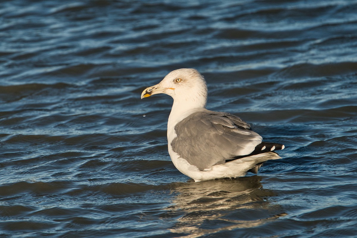 Yellow-legged Gull - ML643360223