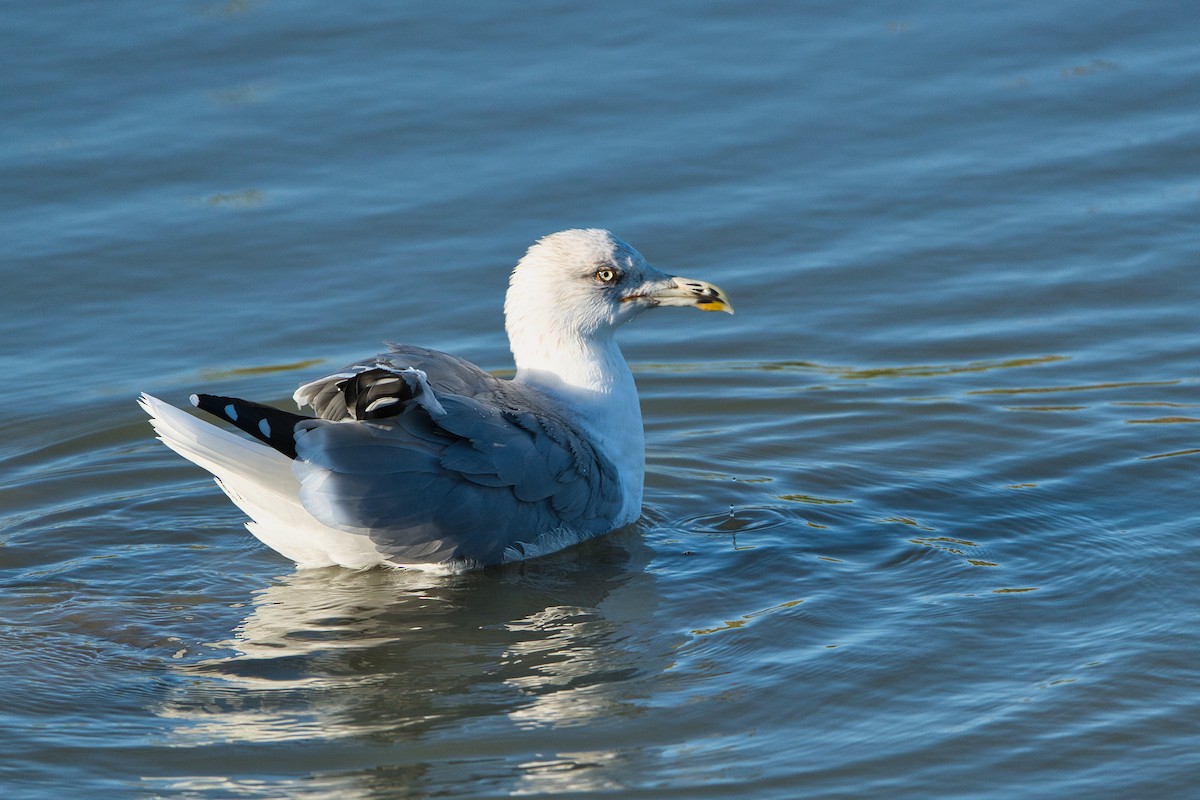 Yellow-legged Gull - ML643360226