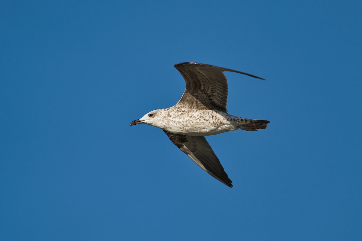 Yellow-legged Gull - ML643360230