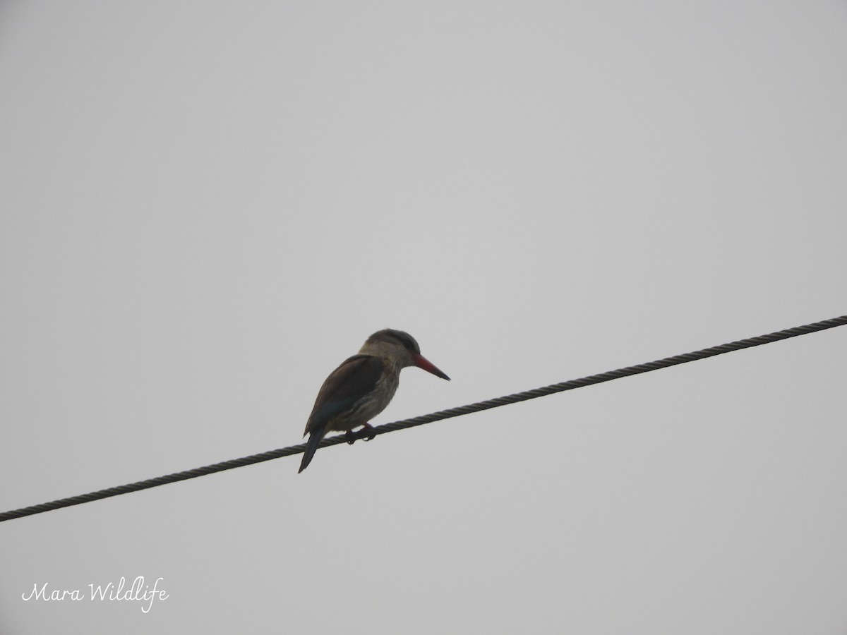 Brown-hooded Kingfisher - ML643360231