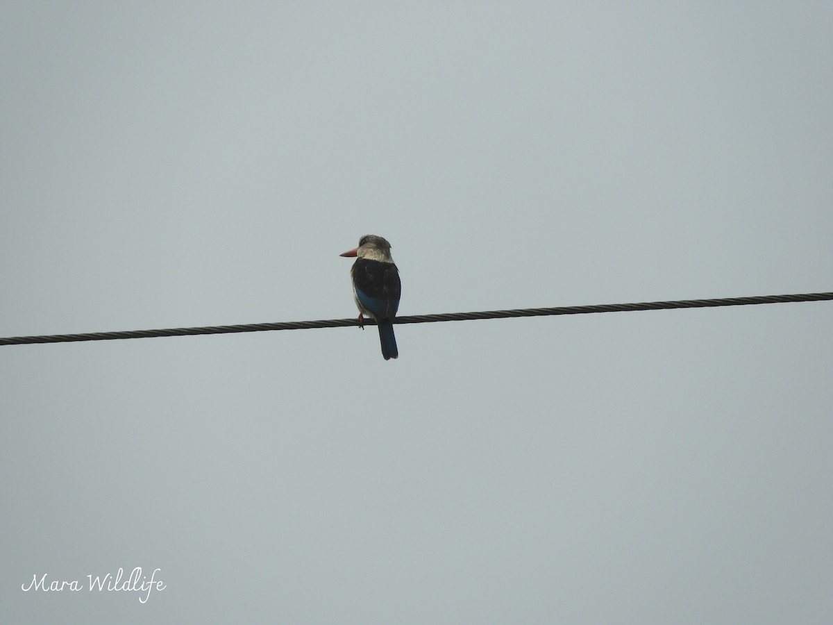 Brown-hooded Kingfisher - ML643360232