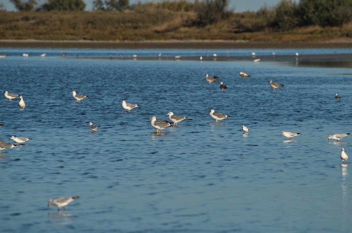 Yellow-legged Gull - ML643360236