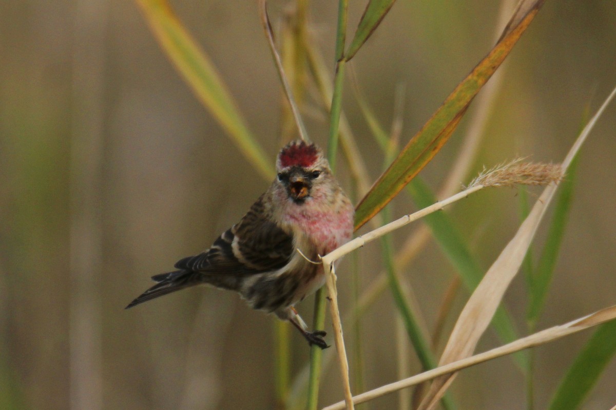 Redpoll (Lesser) - ML643360239