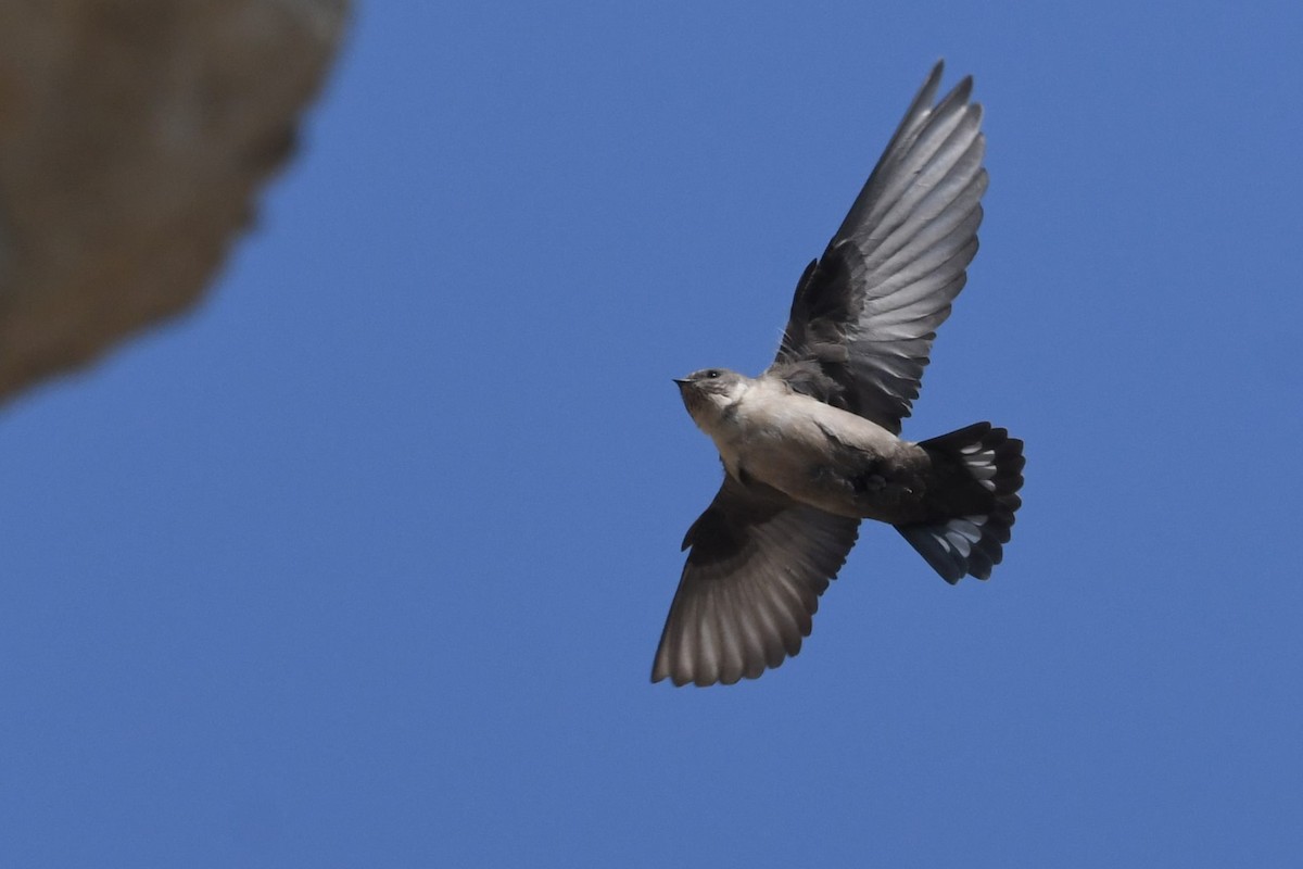 břehule skalní - ML643360240