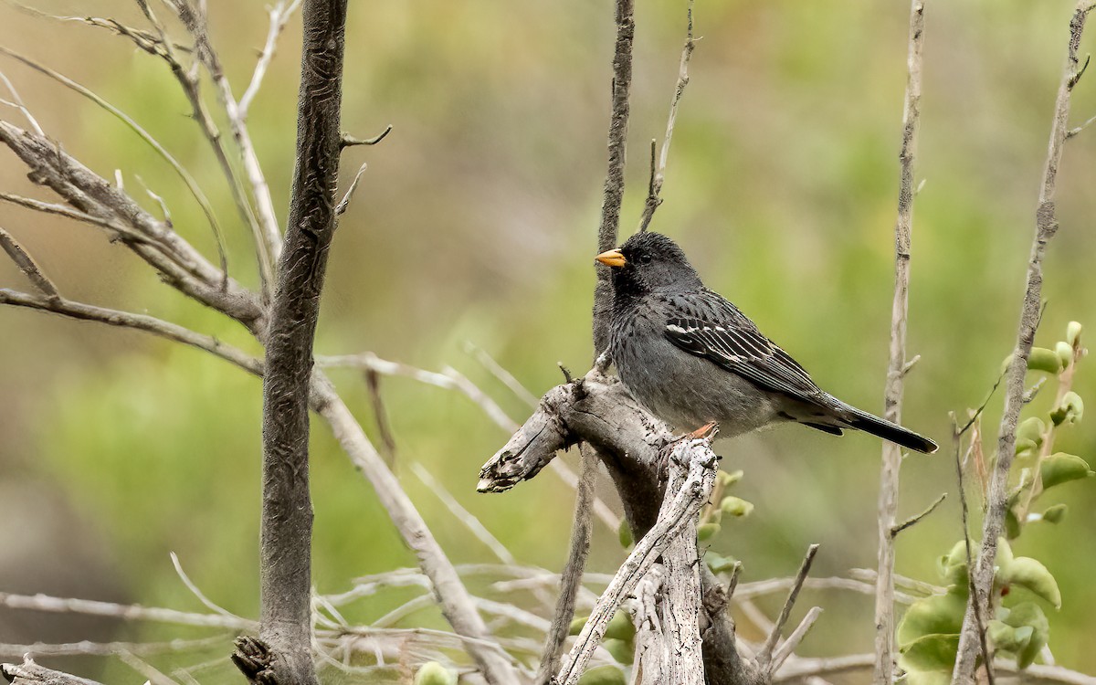 ムナグロヤマシトド（fruticeti／peruvianus） - ML643360243