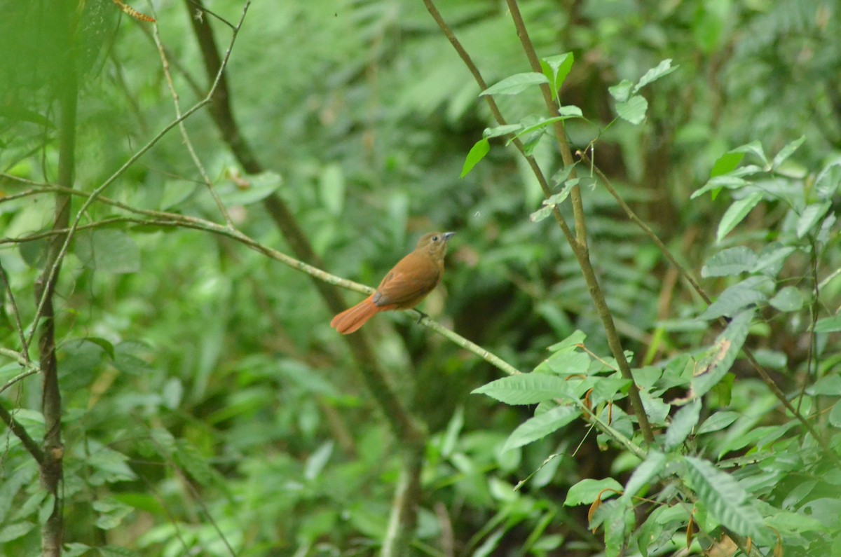 Ruby-crowned Tanager - ML643360244