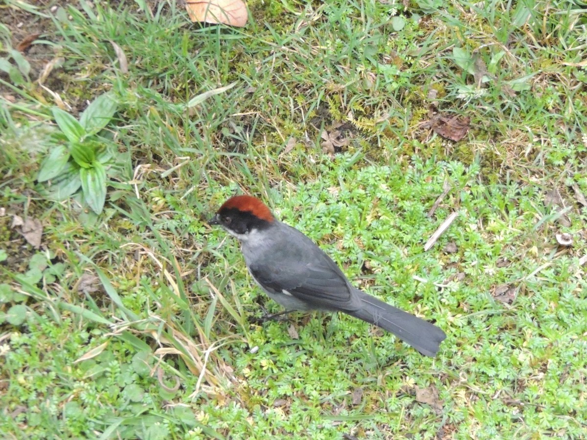 Northern Slaty Brushfinch - ML643360246