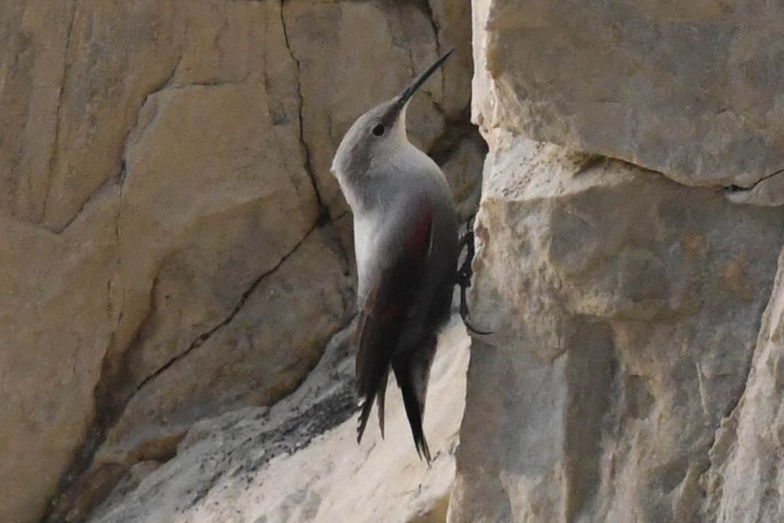 zedníček skalní - ML643360247