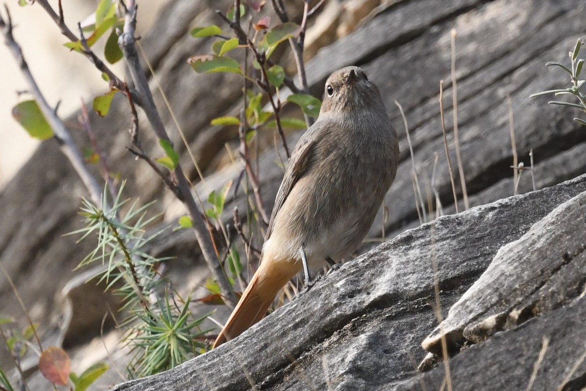 rehek domácí - ML643360261