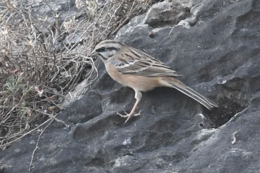 strnad viničný - ML643360270