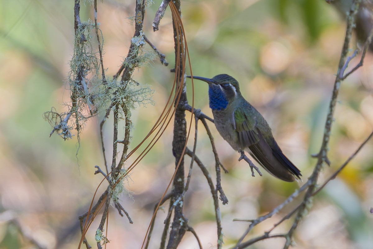 Blue-throated Mountain-gem - ML643360272