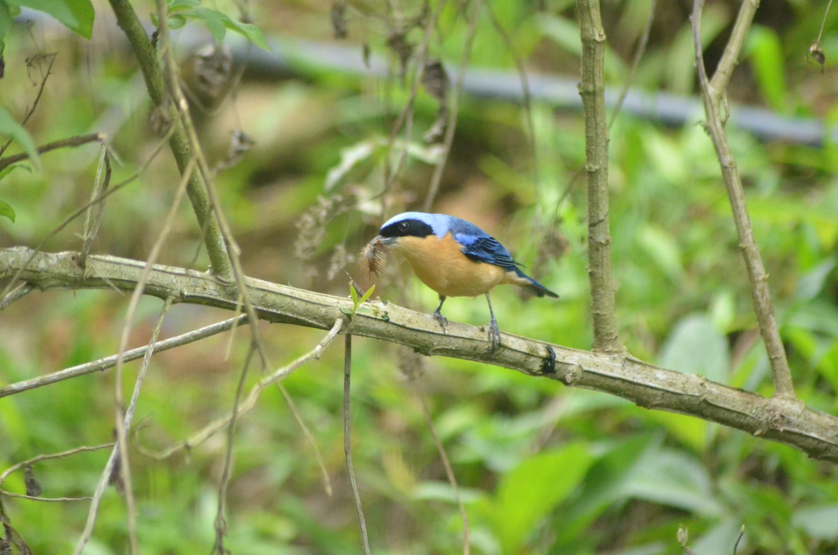 Fawn-breasted Tanager - ML643360277
