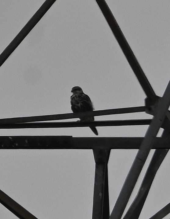 Saker Falcon - ML643360290