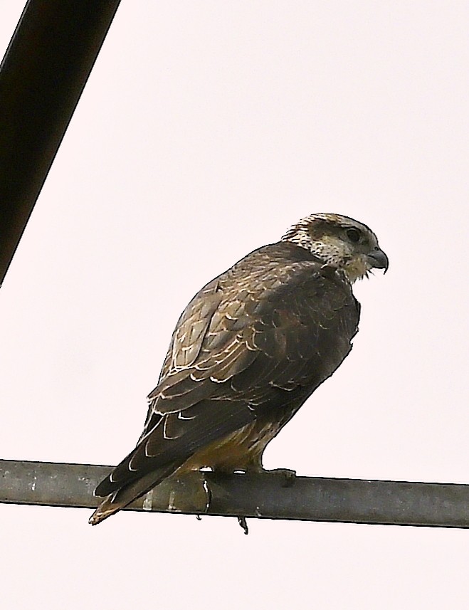 Saker Falcon - ML643360292