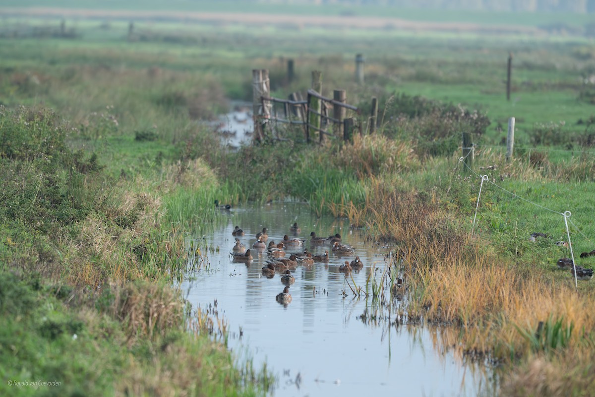 Eurasian Wigeon - ML643360294