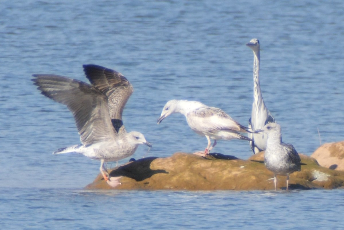 Larus sp. - ML643360297