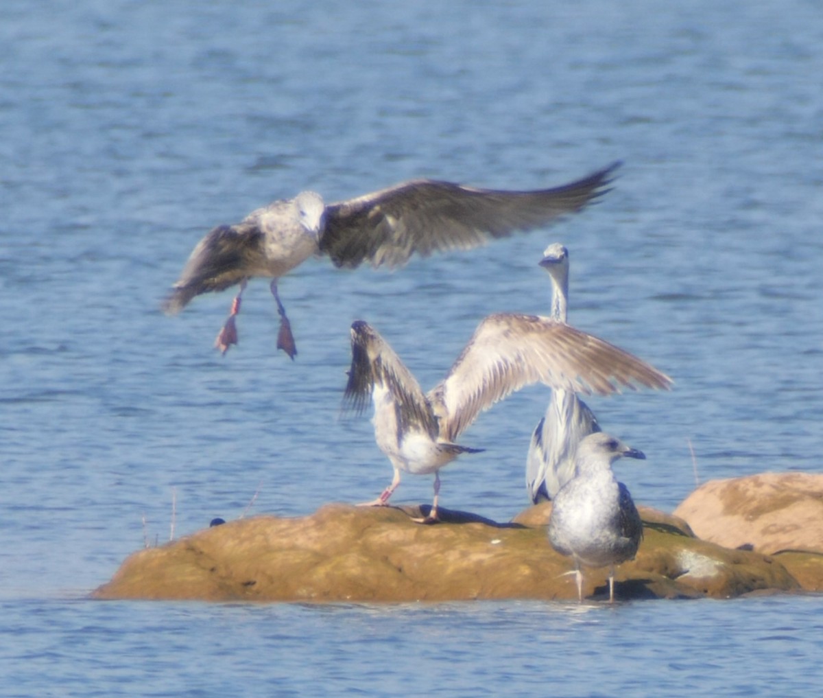 Larus sp. - ML643360298