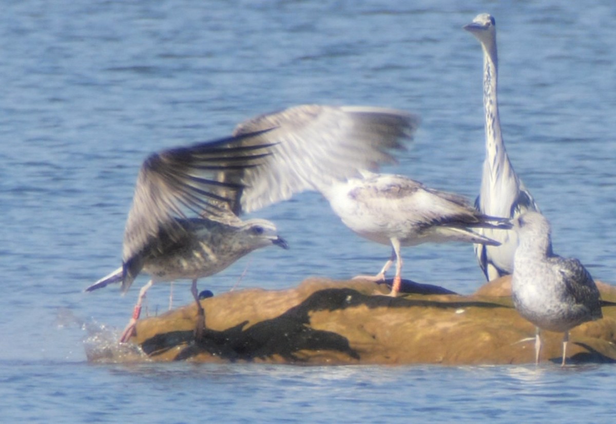 Larus sp. - ML643360299