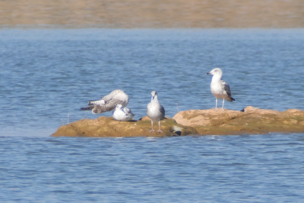 Larus sp. - ML643360300