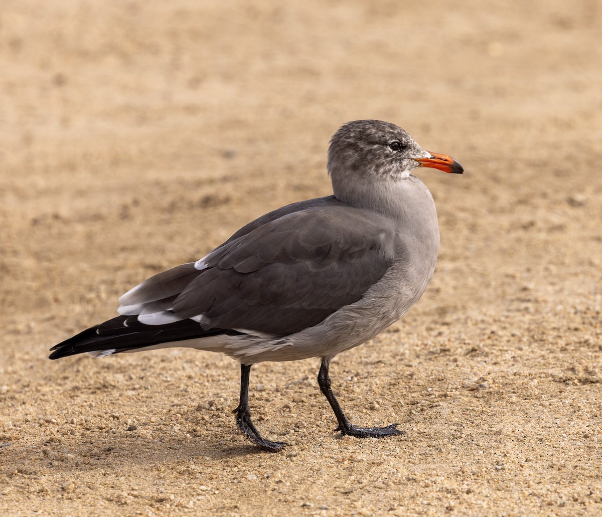 Heermann's Gull - ML643360307