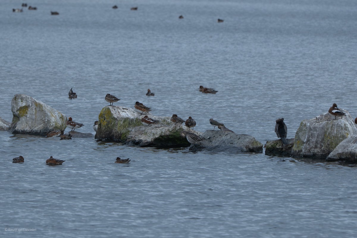 Northern Pintail - ML643360308