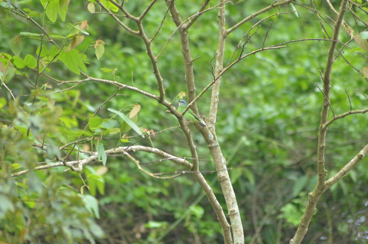 Blue Dacnis - ML643360309