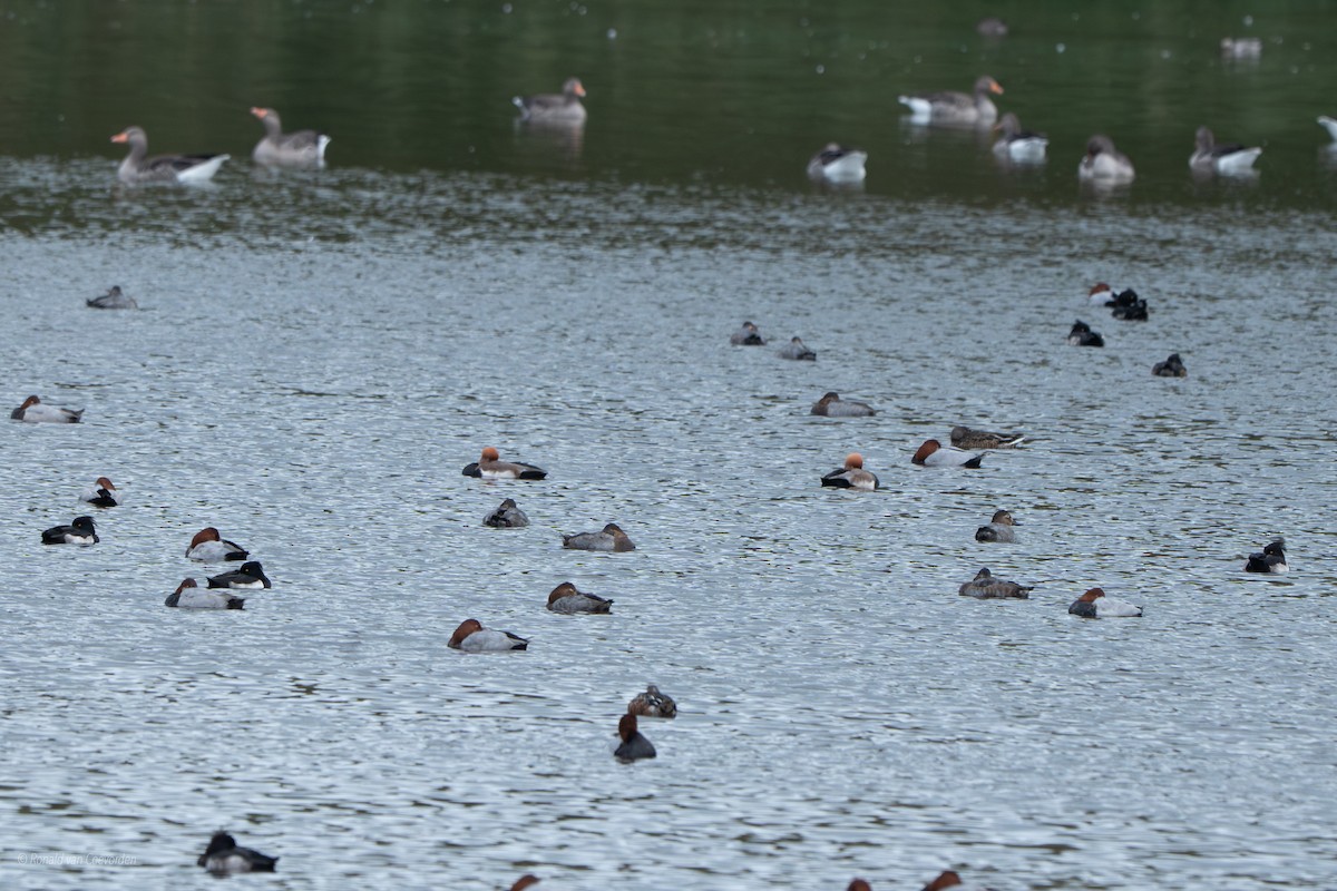 Red-crested Pochard - ML643360332