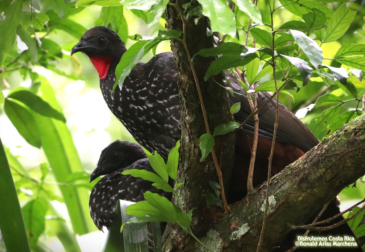 Crested Guan - ML643360353