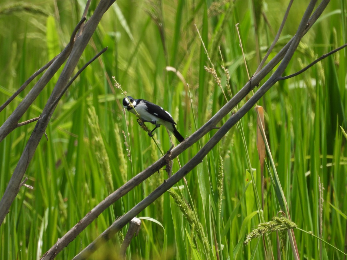 ホオジロヒメウソ - ML643360362