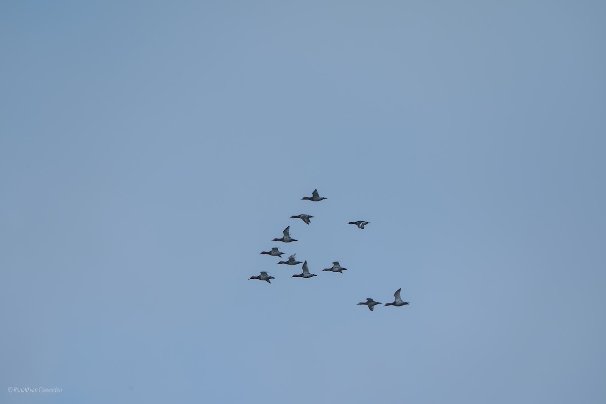 Common Pochard - ML643360370