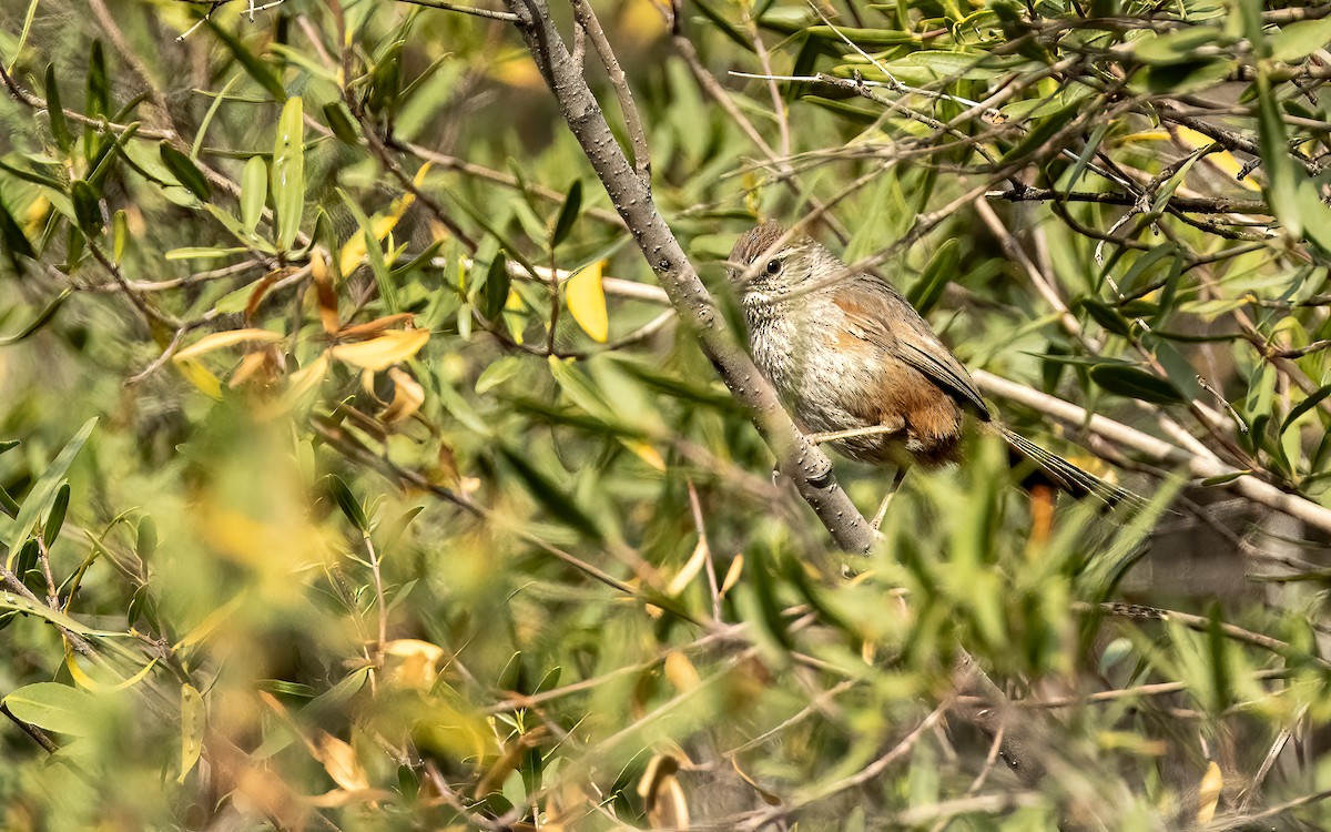 Dusky-tailed Canastero - ML643360377