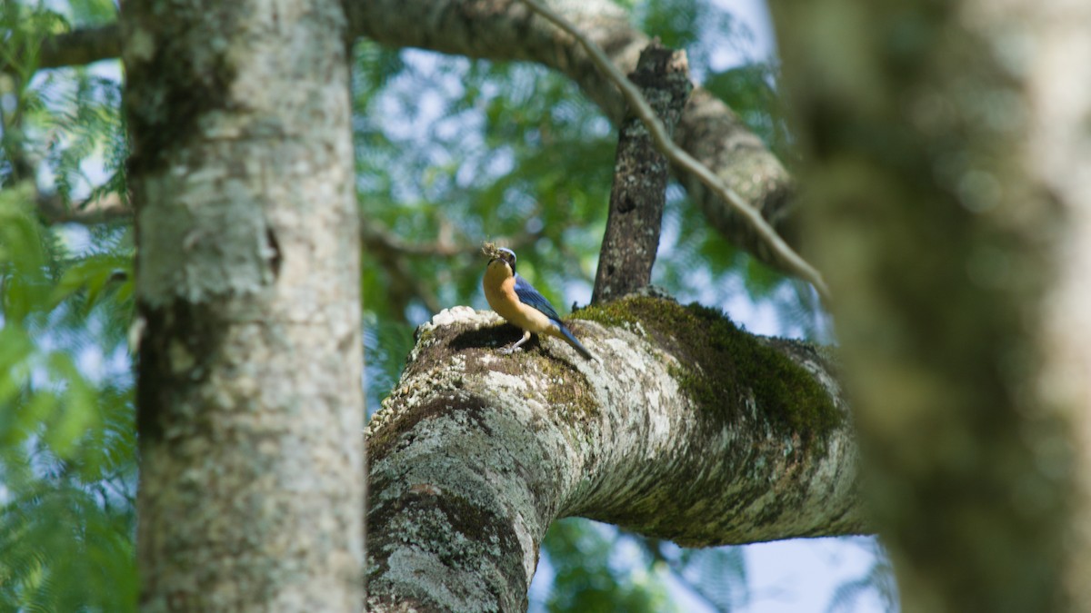 Fawn-breasted Tanager - ML643360379