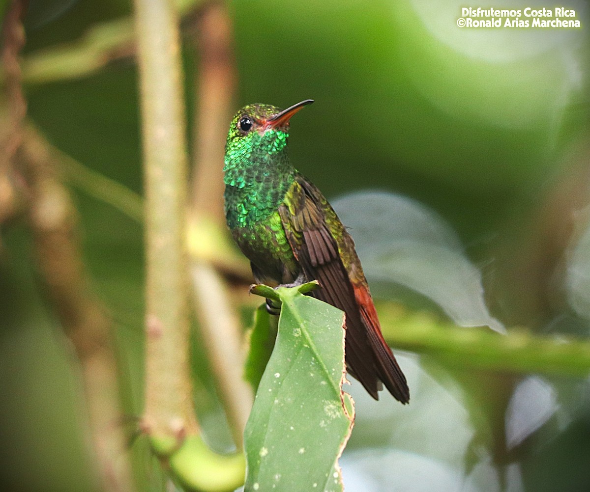 Rufous-tailed Hummingbird - ML643360383