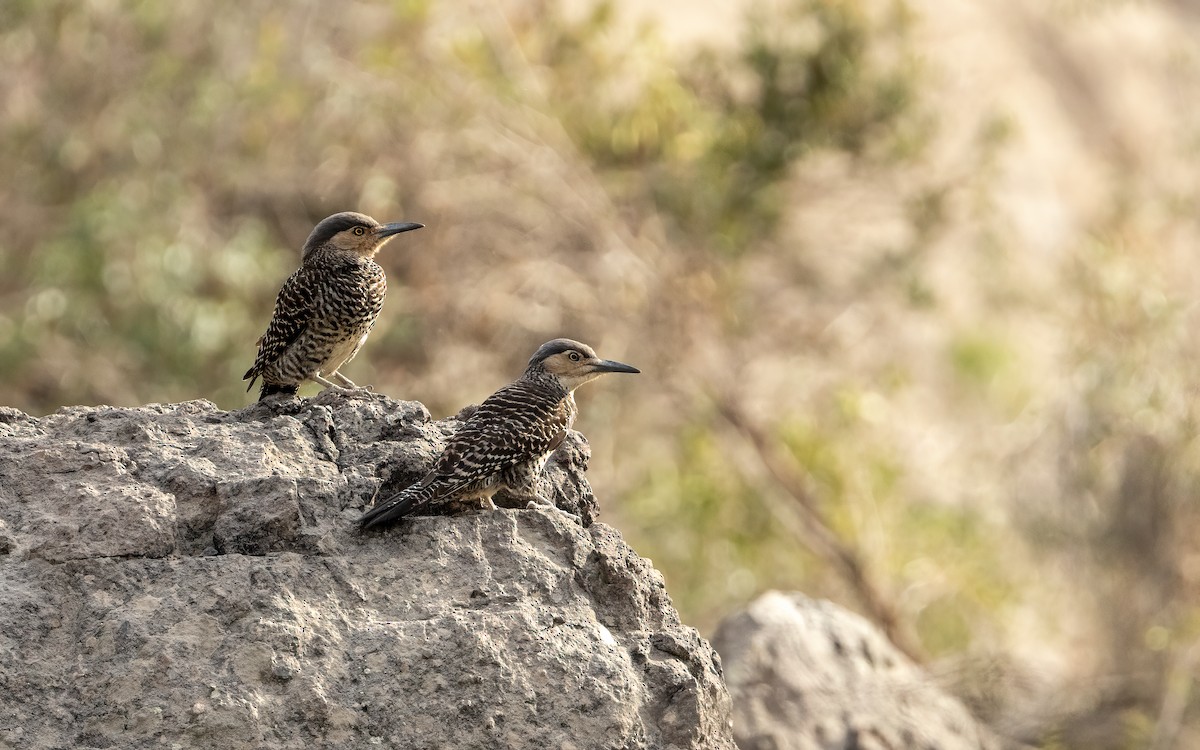 Chilean Flicker - ML643360385