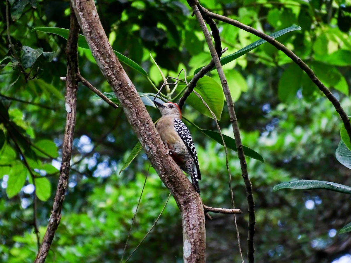 Red-crowned Woodpecker - ML643360394