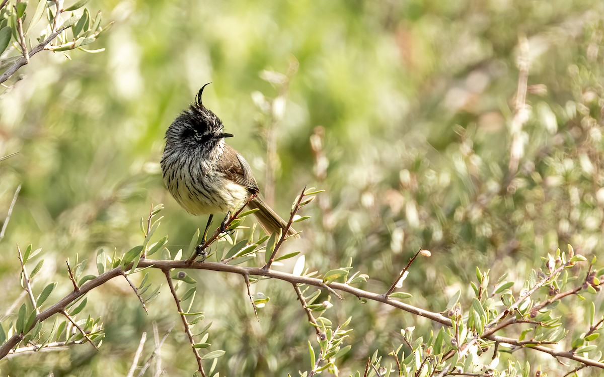 Taurillon mésange - ML643360409