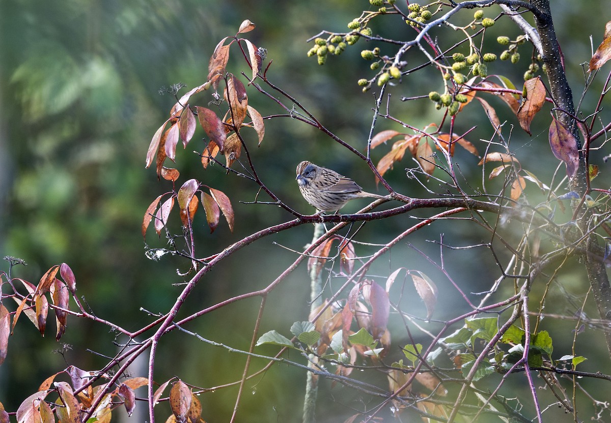 ヒメウタスズメ - ML643360425