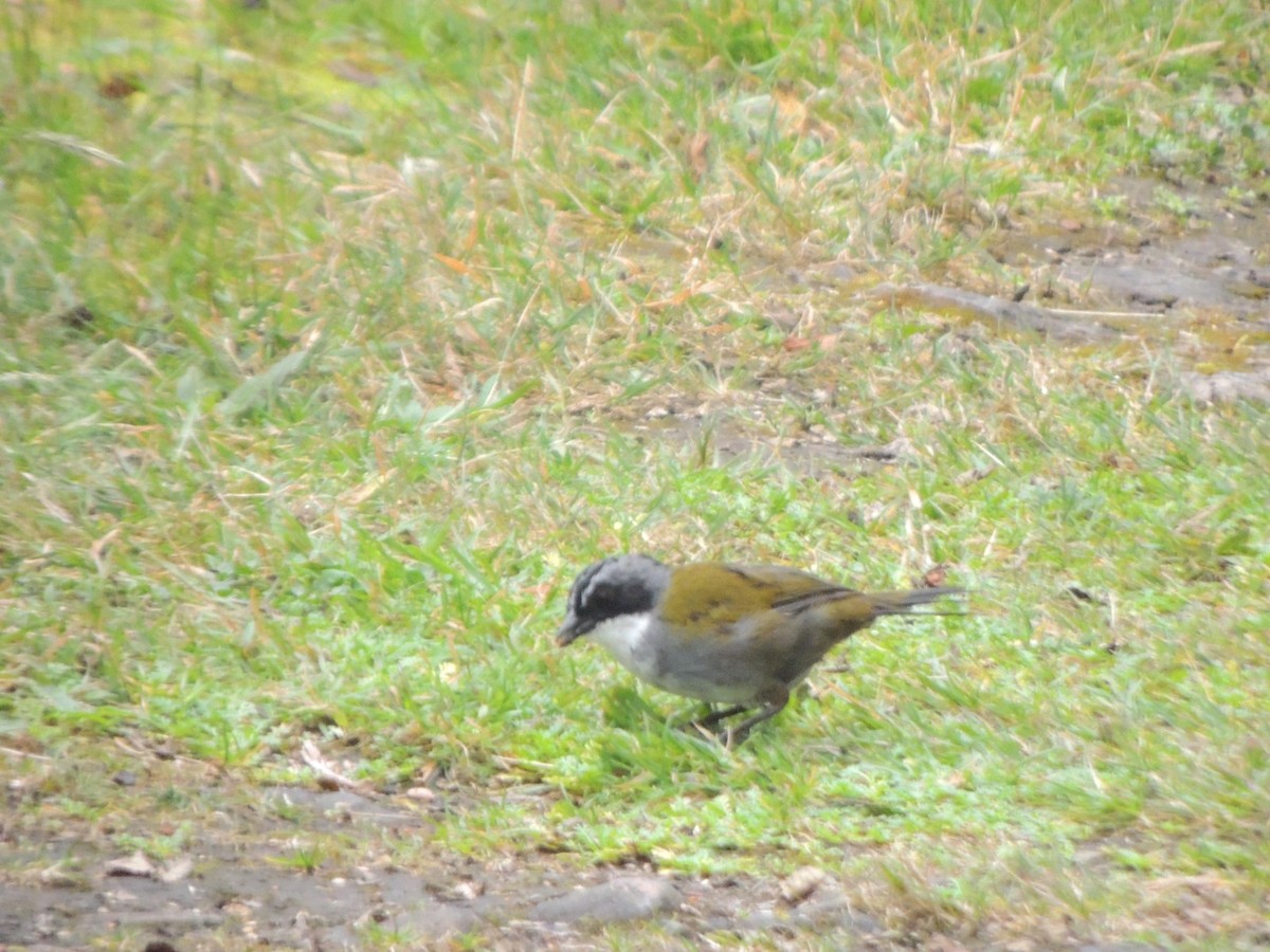 Gray-browed Brushfinch - ML643360426