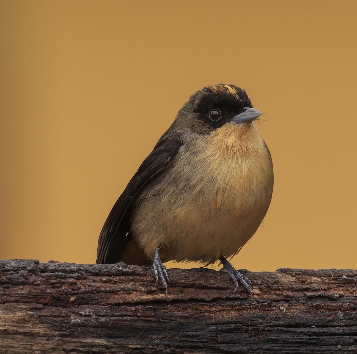 Black-goggled Tanager - ML643360438
