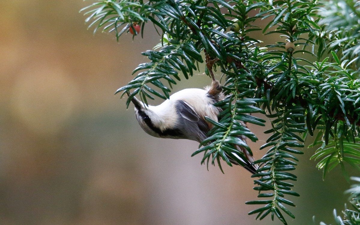 Eurasian Nuthatch - ML643360441