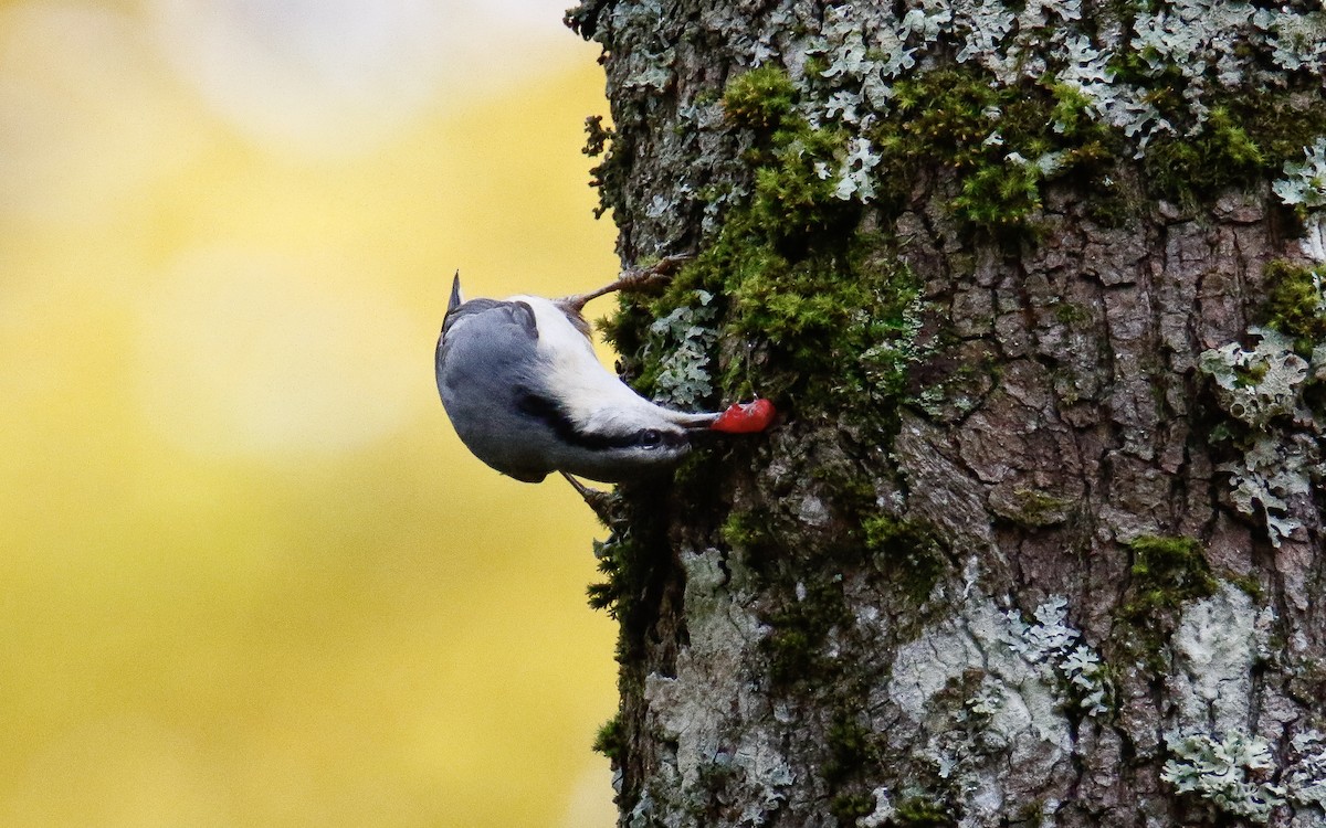Eurasian Nuthatch - ML643360442