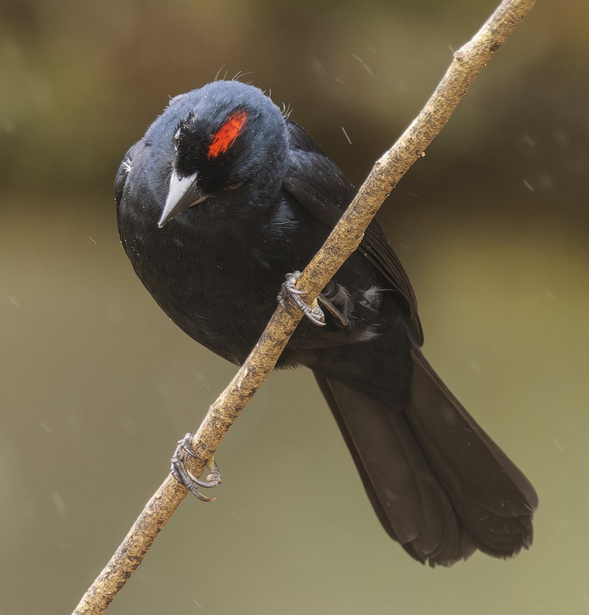 Ruby-crowned Tanager - ML643360445