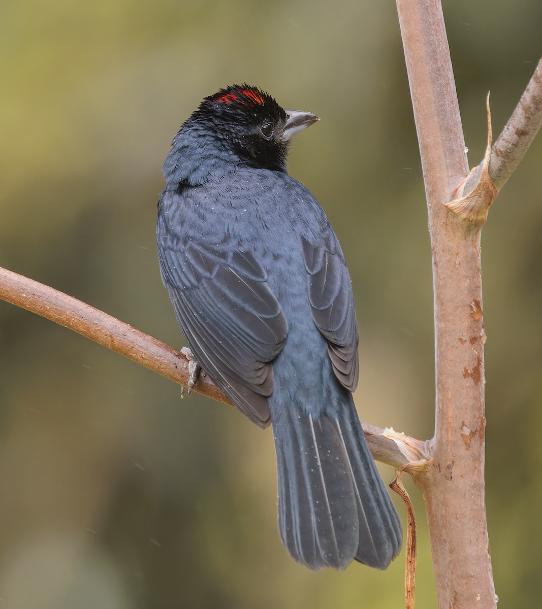 Ruby-crowned Tanager - ML643360446