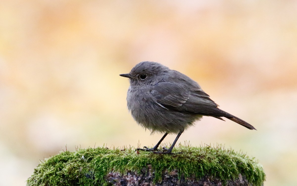 Black Redstart - ML643360447