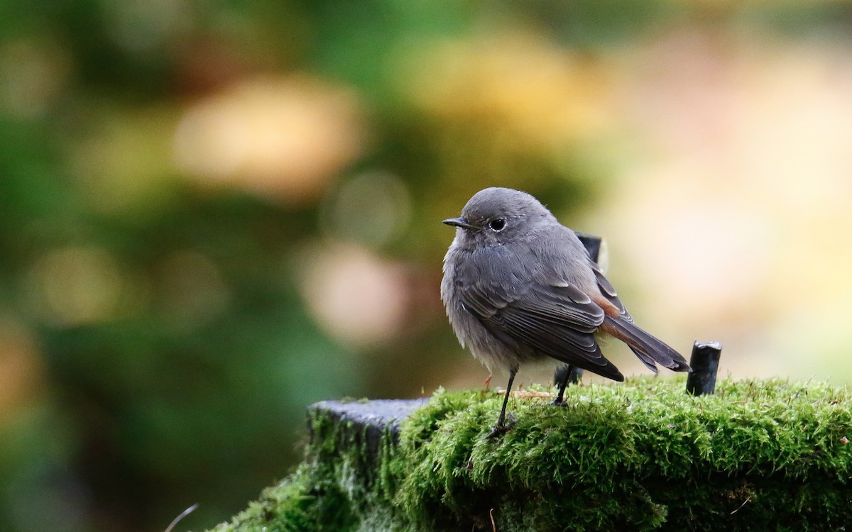 Black Redstart - ML643360448