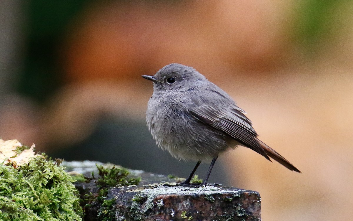 Black Redstart - ML643360449