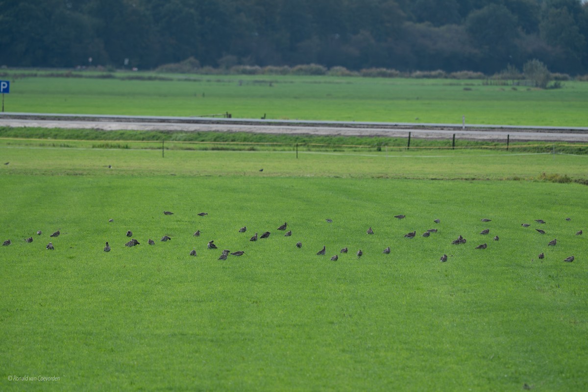 Eurasian Curlew - ML643360453