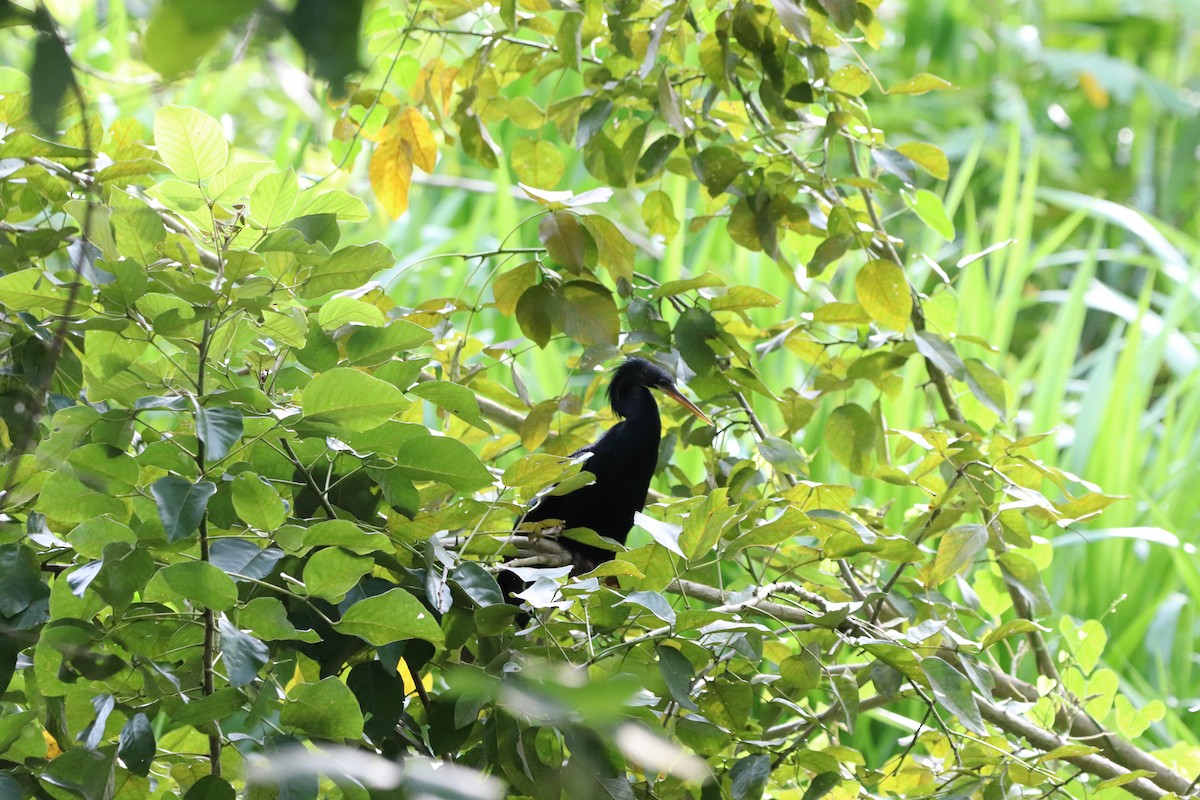 Anhinga - ML643360460