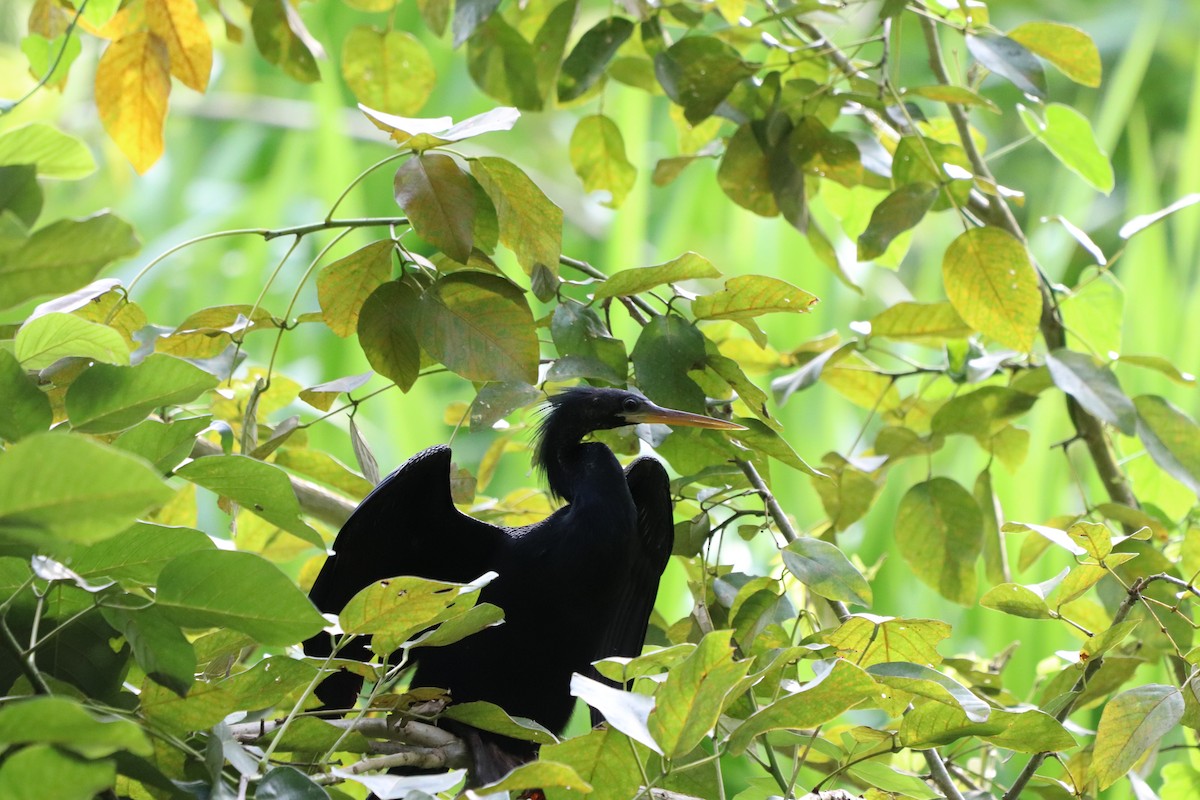 Anhinga - ML643360461